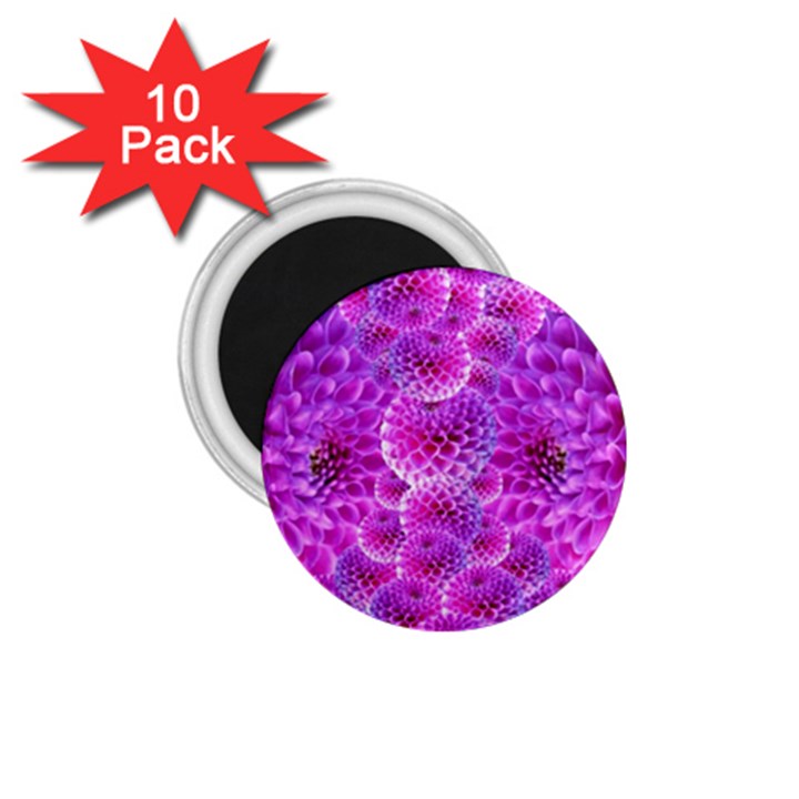 Purple Dahlias 1.75  Button Magnet (10 pack)