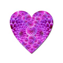 Purple Dahlias Magnet (heart) by FunWithFibro