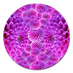 Purple Dahlias Magnet 5  (round) by FunWithFibro