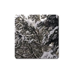 Snowy Trees Magnet (square)