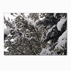 Snowy Trees Postcard 4 x 6  (10 Pack)