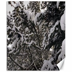 Snowy Trees Canvas 8  X 10  (unframed) by DmitrysTravels