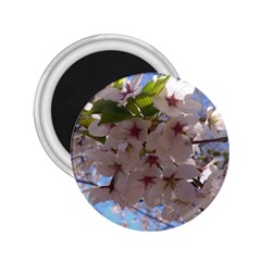 Sakura 2 25  Button Magnet by DmitrysTravels