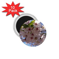 Sakura 1 75  Button Magnet (10 Pack) by DmitrysTravels