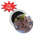 Sakura 1.75  Button Magnet (100 pack) Front