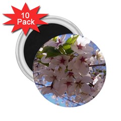 Sakura 2 25  Button Magnet (10 Pack) by DmitrysTravels