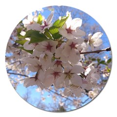 Sakura Magnet 5  (round) by DmitrysTravels