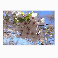 Sakura Postcard 4 x 6  (10 Pack) by DmitrysTravels