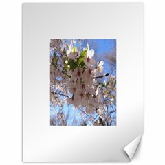 Sakura Canvas 36  X 48  (unframed) by DmitrysTravels