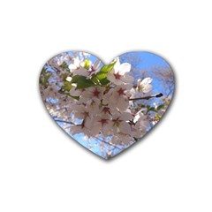 Sakura Drink Coasters 4 Pack (heart)  by DmitrysTravels