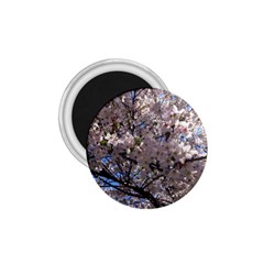 Sakura Tree 1 75  Button Magnet by DmitrysTravels