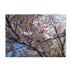 Sakura Tree A4 Sticker 10 Pack by DmitrysTravels