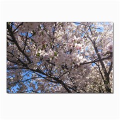 Sakura Tree Postcards 5  X 7  (10 Pack)