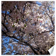 Sakura Tree Canvas 16  X 16  (unframed) by DmitrysTravels