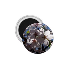 Cherry Blossoms 1 75  Button Magnet by DmitrysTravels