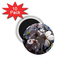 Cherry Blossoms 1 75  Button Magnet (10 Pack) by DmitrysTravels