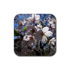 Cherry Blossoms Drink Coaster (square) by DmitrysTravels