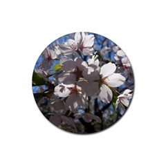 Cherry Blossoms Drink Coasters 4 Pack (round) by DmitrysTravels