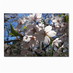 Cherry Blossoms Postcards 5  X 7  (10 Pack)