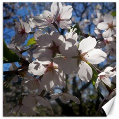 Cherry Blossoms Canvas 12  X 12  (unframed) by DmitrysTravels