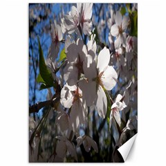 Cherry Blossoms Canvas 12  X 18  (unframed) by DmitrysTravels