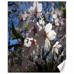 Cherry Blossoms Canvas 16  X 20  (unframed)