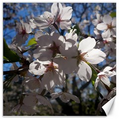 Cherry Blossoms Canvas 20  X 20  (unframed)