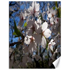 Cherry Blossoms Canvas 18  X 24  (unframed)