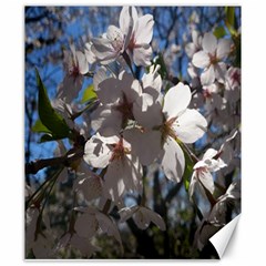 Cherry Blossoms Canvas 20  X 24  (unframed)