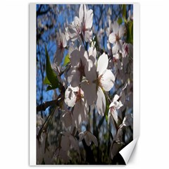 Cherry Blossoms Canvas 20  X 30  (unframed) by DmitrysTravels