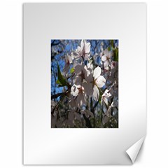 Cherry Blossoms Canvas 36  X 48  (unframed)