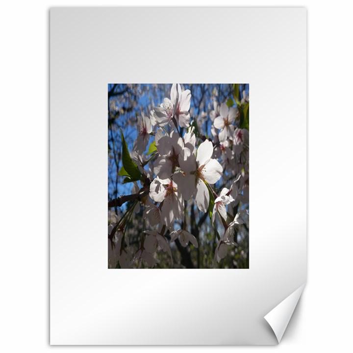 Cherry Blossoms Canvas 36  x 48  (Unframed)