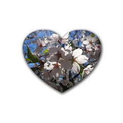 Cherry Blossoms Drink Coasters 4 Pack (heart) 