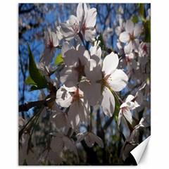 Cherry Blossoms Canvas 11  X 14  (unframed) by DmitrysTravels