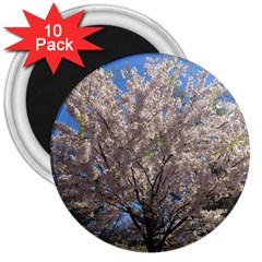 Cherry Blossoms Tree 3  Button Magnet (10 Pack) by DmitrysTravels