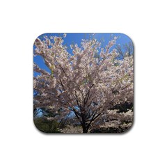 Cherry Blossoms Tree Drink Coaster (square) by DmitrysTravels