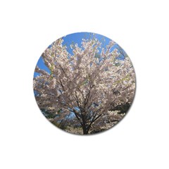 Cherry Blossoms Tree Magnet 3  (round) by DmitrysTravels