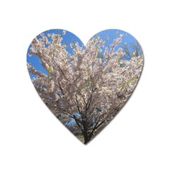 Cherry Blossoms Tree Magnet (heart) by DmitrysTravels