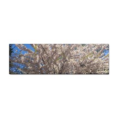 Cherry Blossoms Tree Bumper Sticker 10 Pack by DmitrysTravels