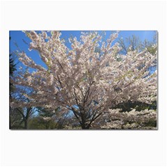 Cherry Blossoms Tree Postcard 4 x 6  (10 Pack)