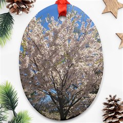 Cherry Blossoms Tree Oval Ornament (two Sides) by DmitrysTravels