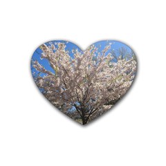 Cherry Blossoms Tree Drink Coasters (heart) by DmitrysTravels