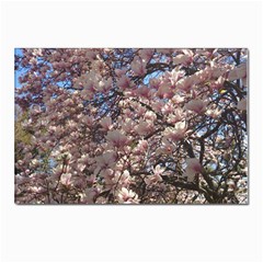 Sakura Postcard 4 x 6  (10 Pack)