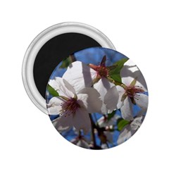 Cherry Blossoms 2 25  Button Magnet by DmitrysTravels