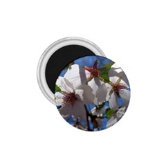 Cherry Blossoms 1 75  Button Magnet by DmitrysTravels