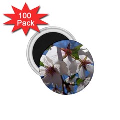 Cherry Blossoms 1 75  Button Magnet (100 Pack) by DmitrysTravels