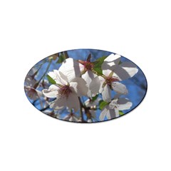 Cherry Blossoms Sticker (oval) by DmitrysTravels