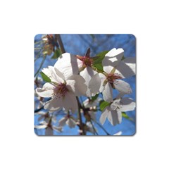 Cherry Blossoms Magnet (square) by DmitrysTravels