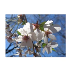 Cherry Blossoms A4 Sticker 10 Pack by DmitrysTravels