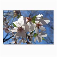 Cherry Blossoms Postcards 5  X 7  (10 Pack)